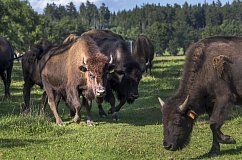 Bison Ranch Rožnov, photo: Lubomír Stiburek