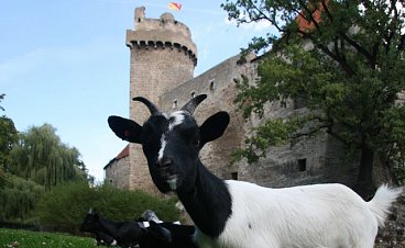 Hradní safari ve Strakonicích