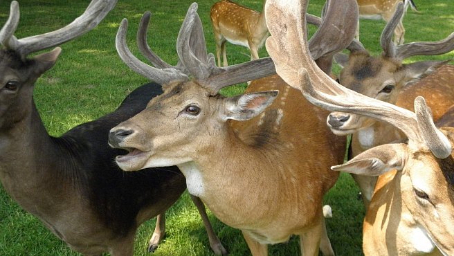 Blatná Water Castle and Fallow Deer Park