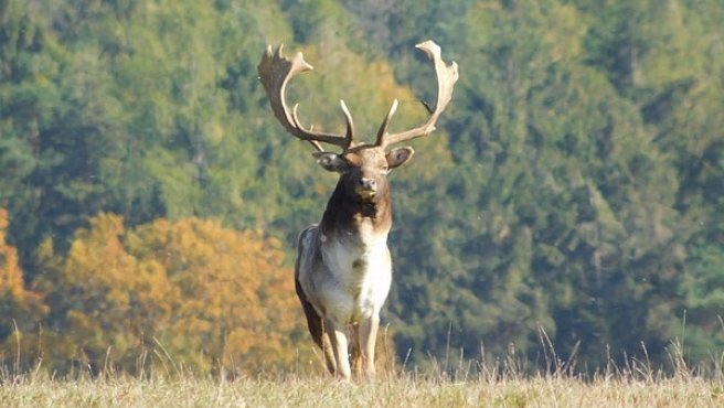 17. Gehege Budyně