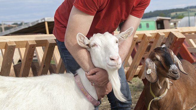 28. Kozí mléko a sýry z Kozácka – Kozí farma Borotín