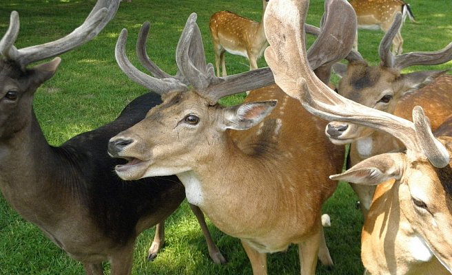 Vodní zámek Blatná a park s daňky