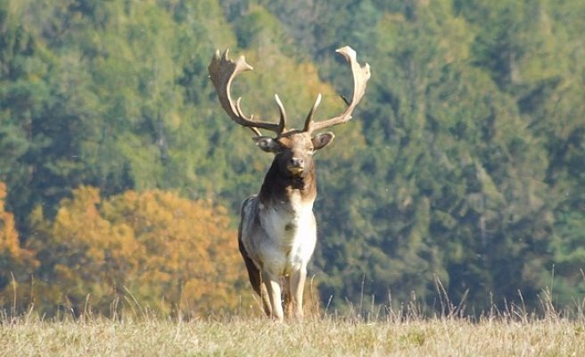 17. Obora Budyně