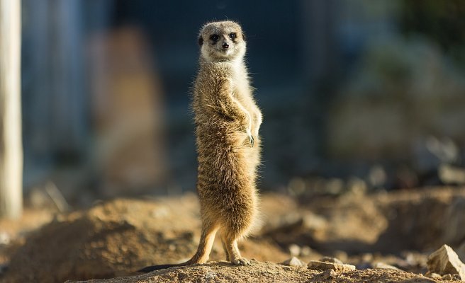 Ohrada Zoo in Hluboká nad Vltavou