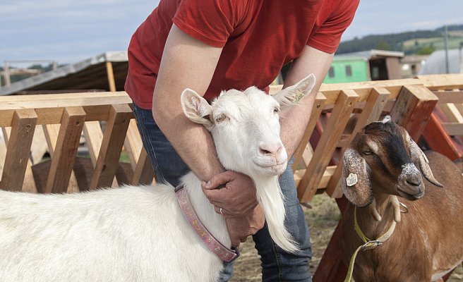 28. Kozí mléko a sýry z Kozácka – Kozí farma Borotín