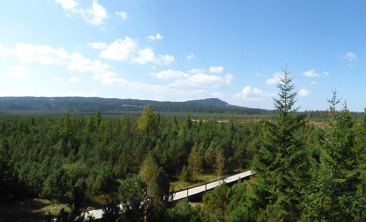 ÁLLATOK ÉS TŐZEGLÁPOK A ŠUMAVÁBAN