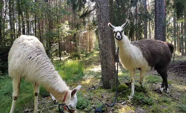 S lamou na procházku