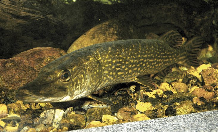 Muzeum Prácheňskie w Písku